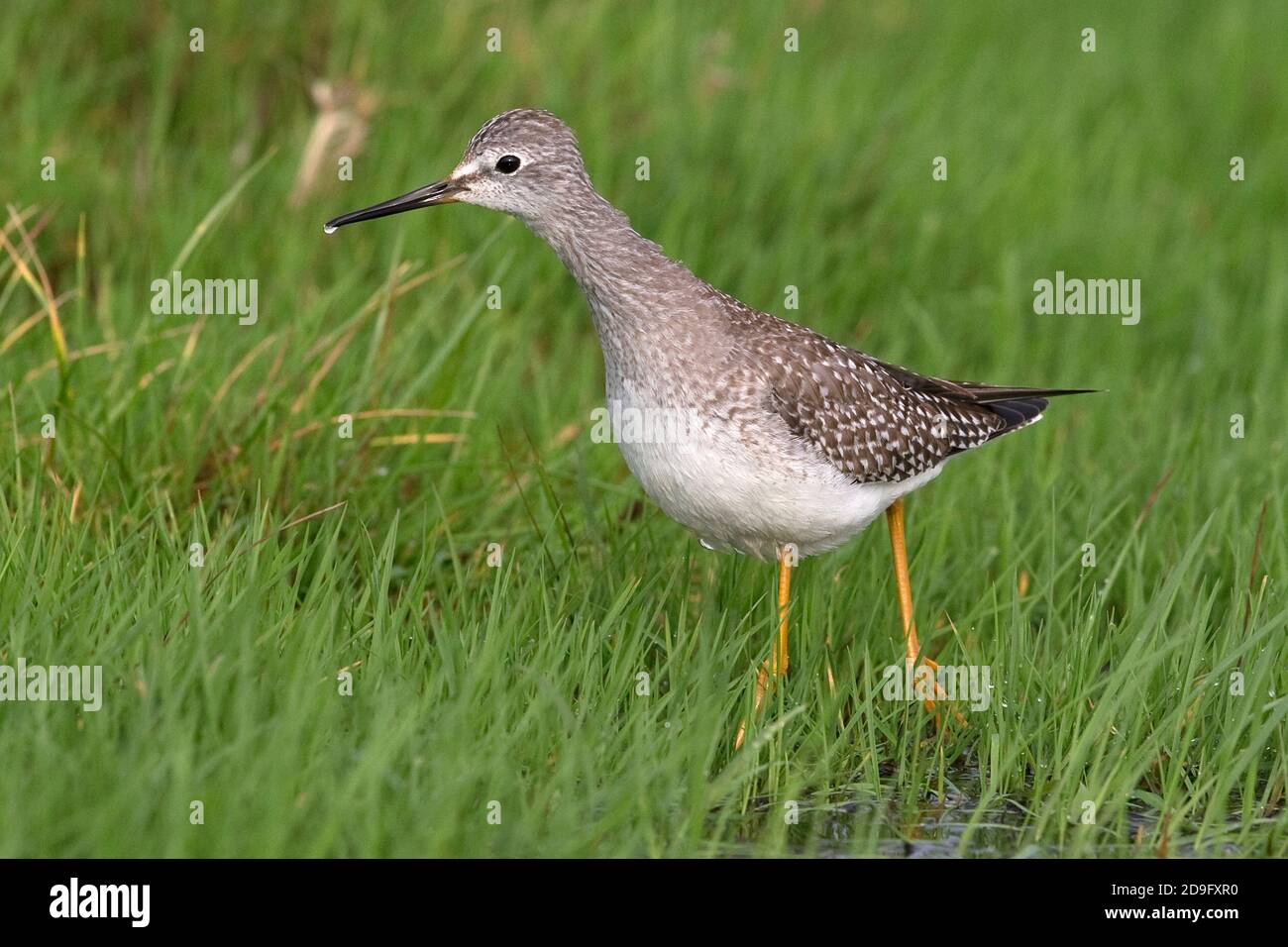 Lesser Yellowlegs (Tringa flavipes) Stock Photo