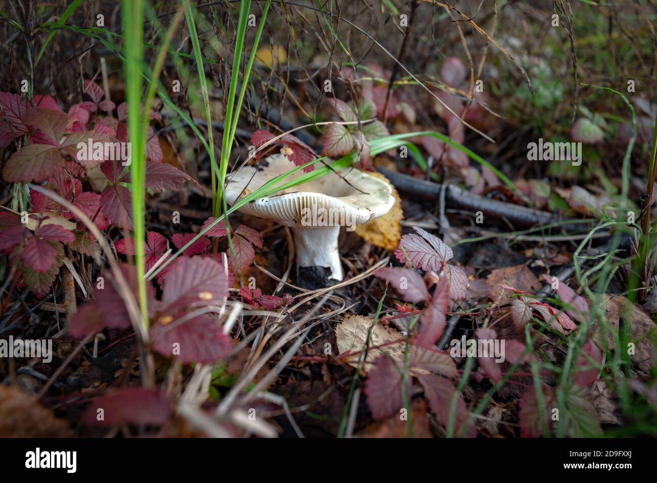Clitocybe nebularis mushroom in Sewden forests Stock Photo