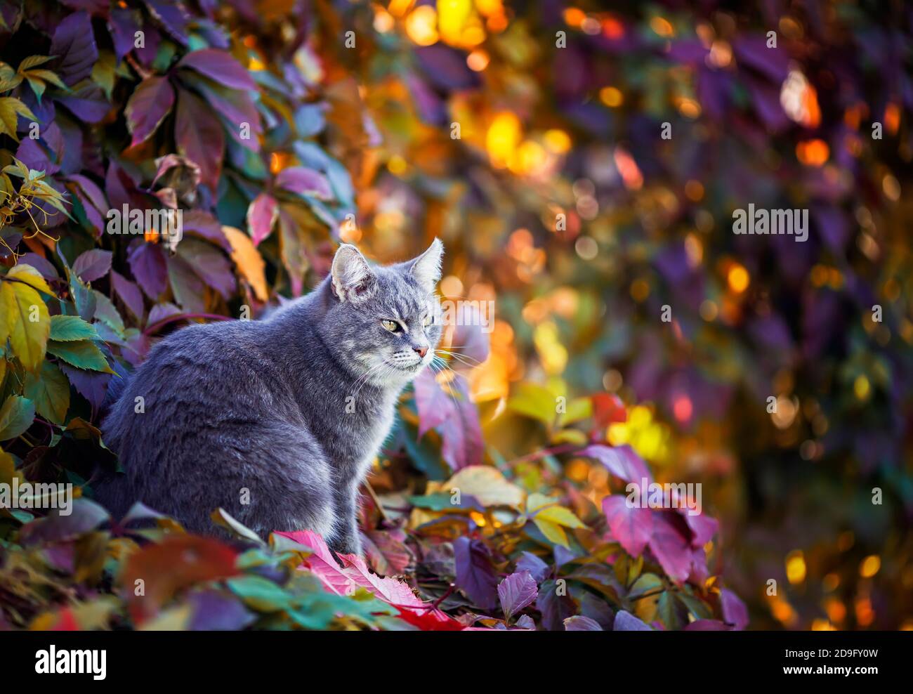 autumn portrait of a beautiful tabby cat sitting in a garden among ...