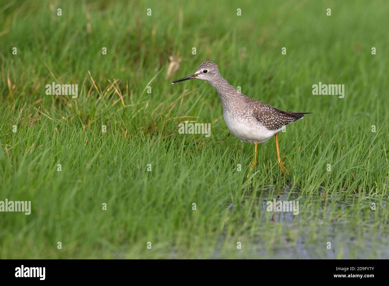 Lesser Yellowlegs (Tringa flavipes) Stock Photo