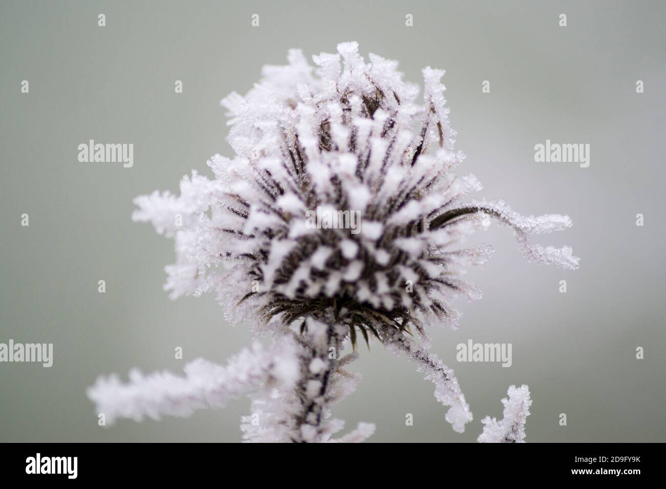 Plants in winter Stock Photo