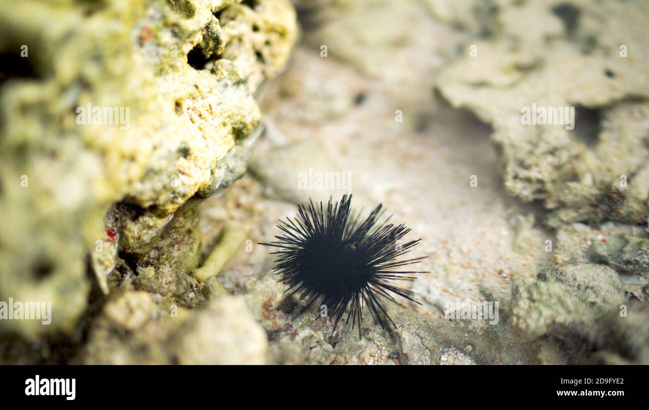 urchin on the rock, Sea urchin on dead coral on the beach, small Echinoidea  on the rock stone in the sea, ocean animal, soft focus Stock Photo