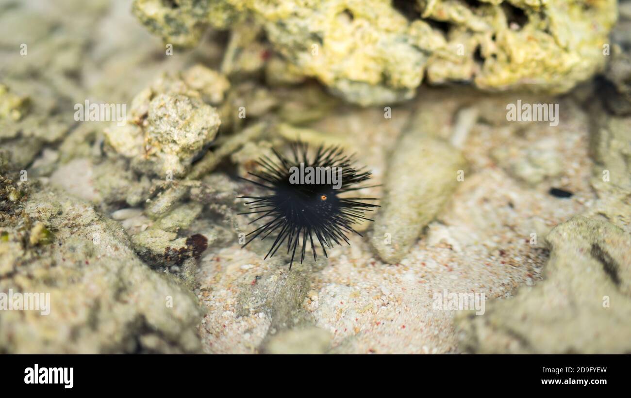 urchin on the rock, Sea urchin on dead coral on the beach, small Echinoidea  on the rock stone in the sea, ocean animal, soft focus Stock Photo
