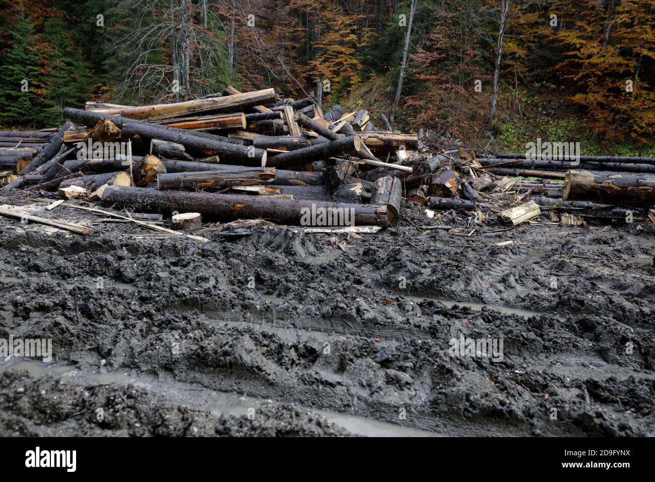 Cheia, Romania - October 31, 2020: Cut down trees near the Cheia village in the Prahova county, Romania, during a rainy day. Stock Photo