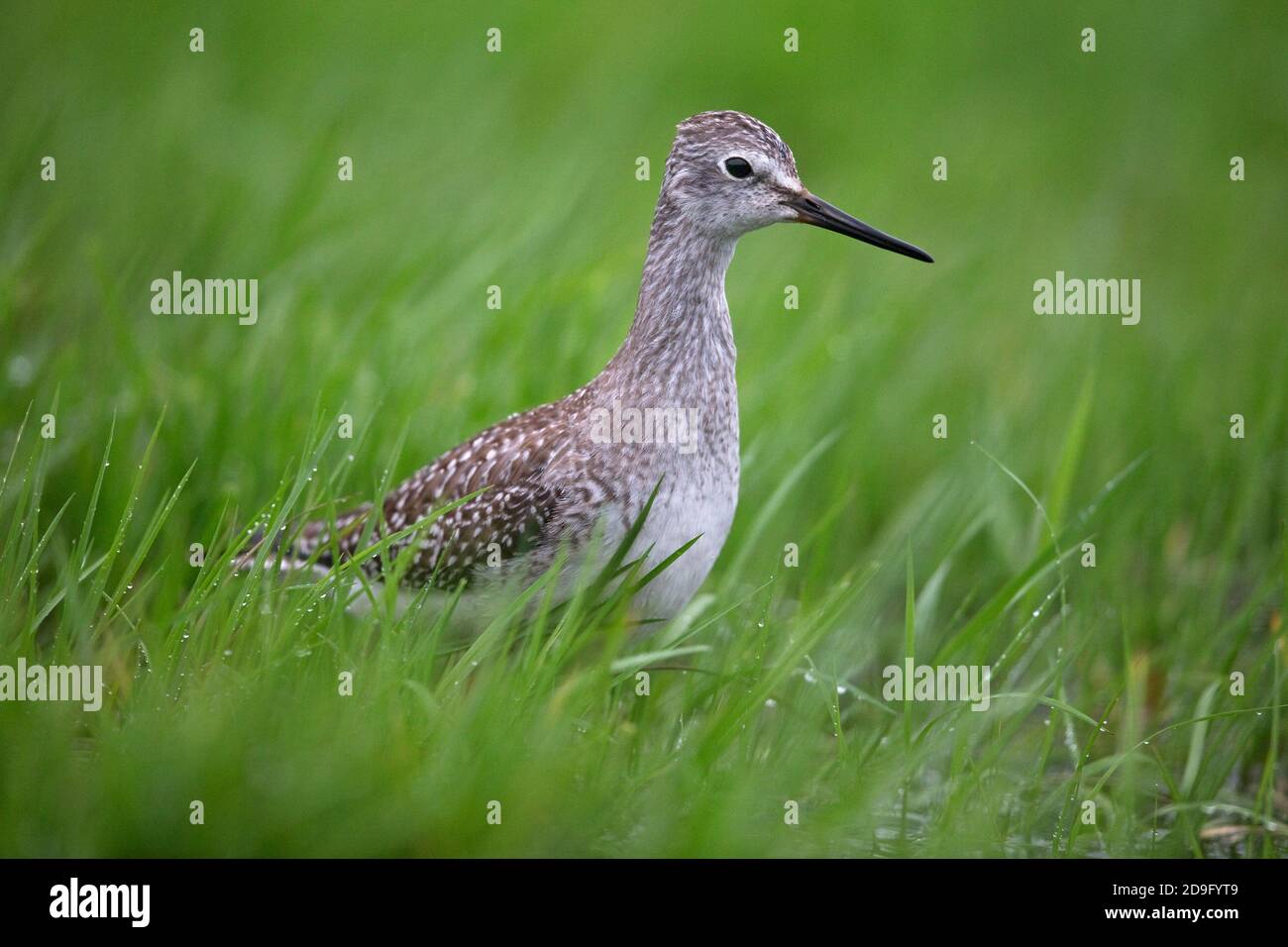 Lesser Yellowlegs (Tringa flavipes) Stock Photo