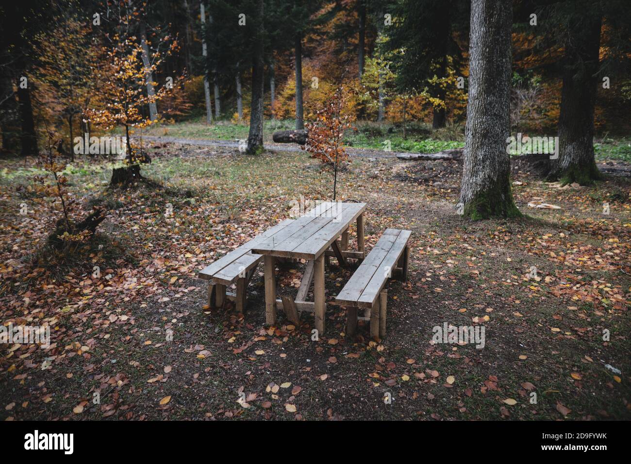 Wooden table and benches in the middle of a Romanian forest during a cold and rainy November day. Stock Photo