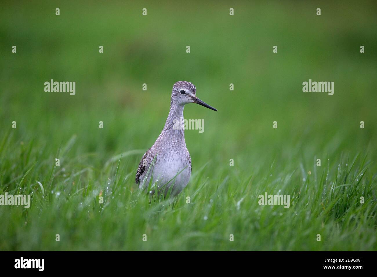 Lesser Yellowlegs (Tringa flavipes) Stock Photo