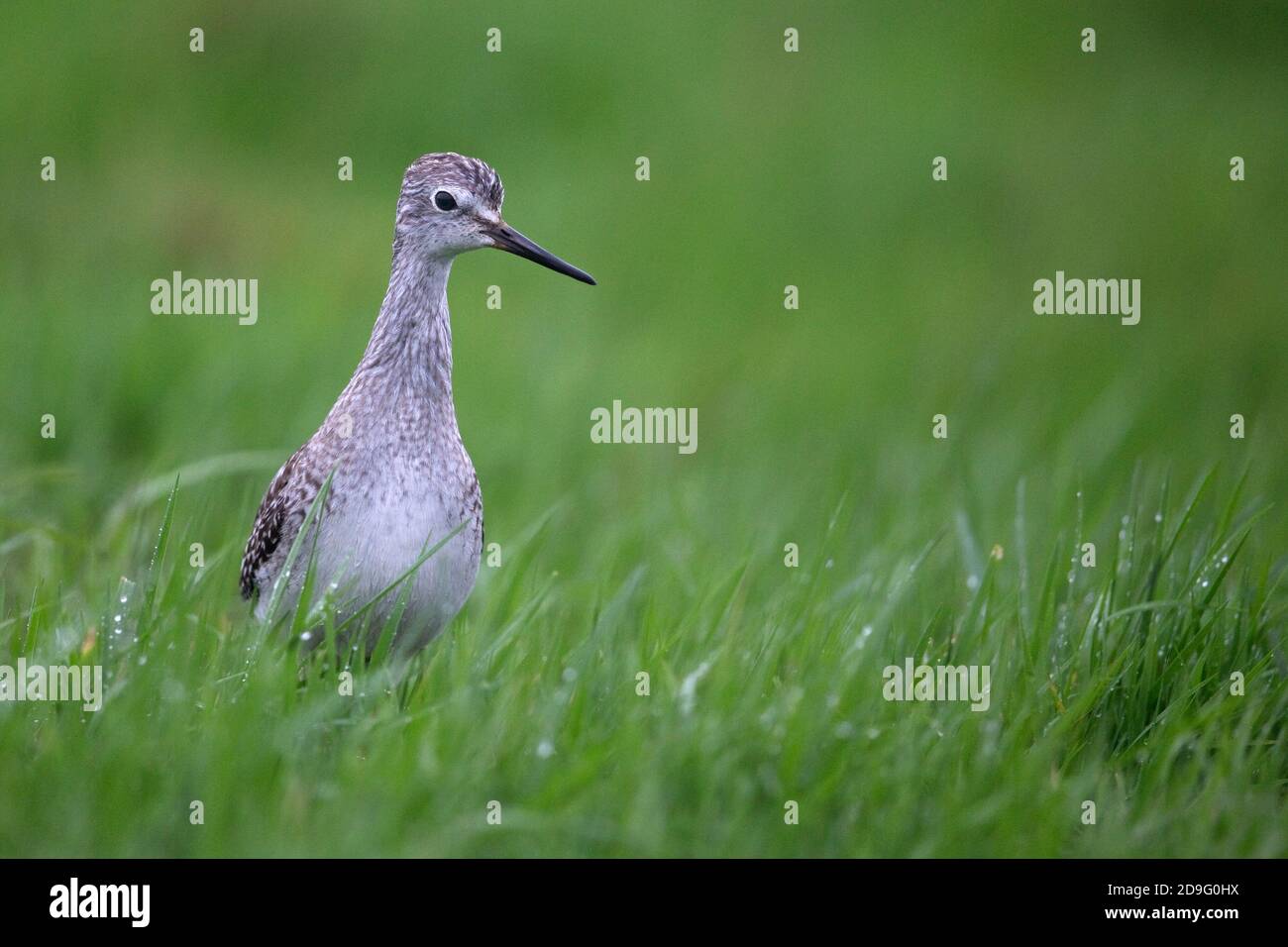 Lesser Yellowlegs (Tringa flavipes) Stock Photo