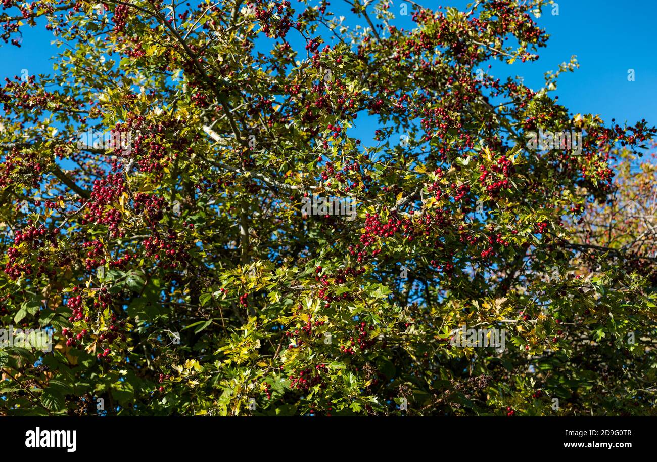Colourful red hawthorn tree berries in sunshine against blue sky, Scotland, UK Stock Photo