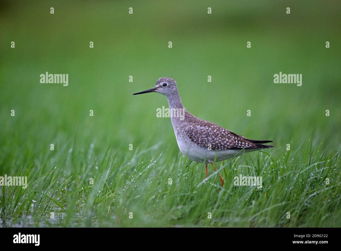 Lesser Yellowlegs (Tringa flavipes) Stock Photo