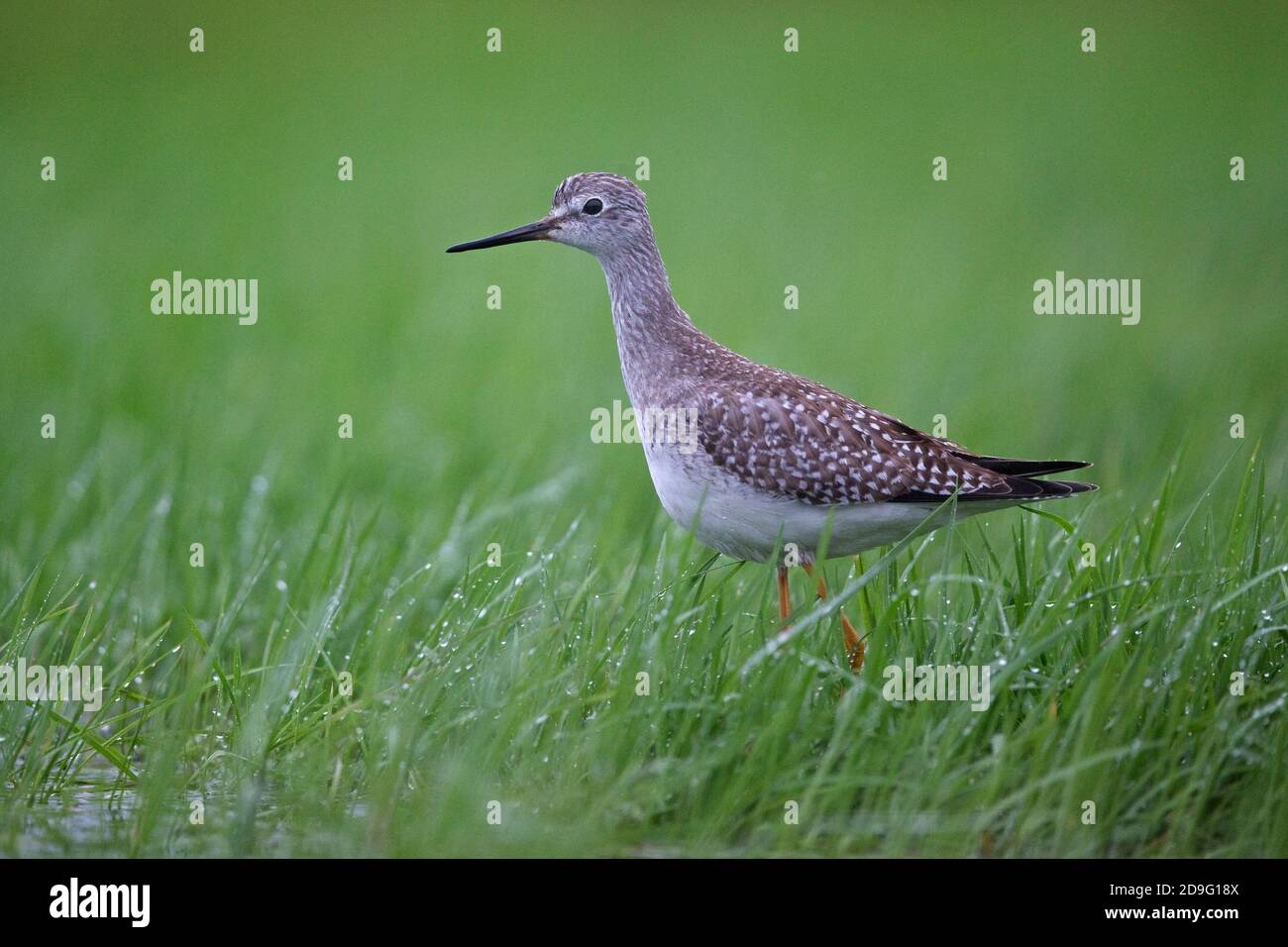 Lesser Yellowlegs (Tringa flavipes) Stock Photo