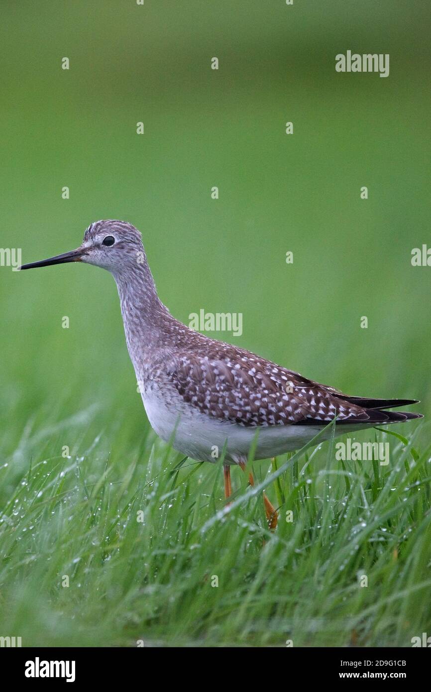 Lesser Yellowlegs (Tringa flavipes) Stock Photo