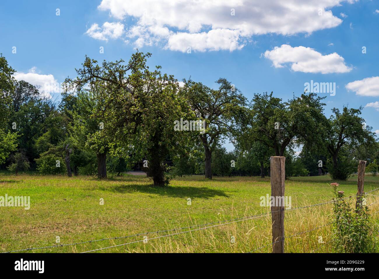 Apple trees meadow apples hi-res stock photography and images - Alamy