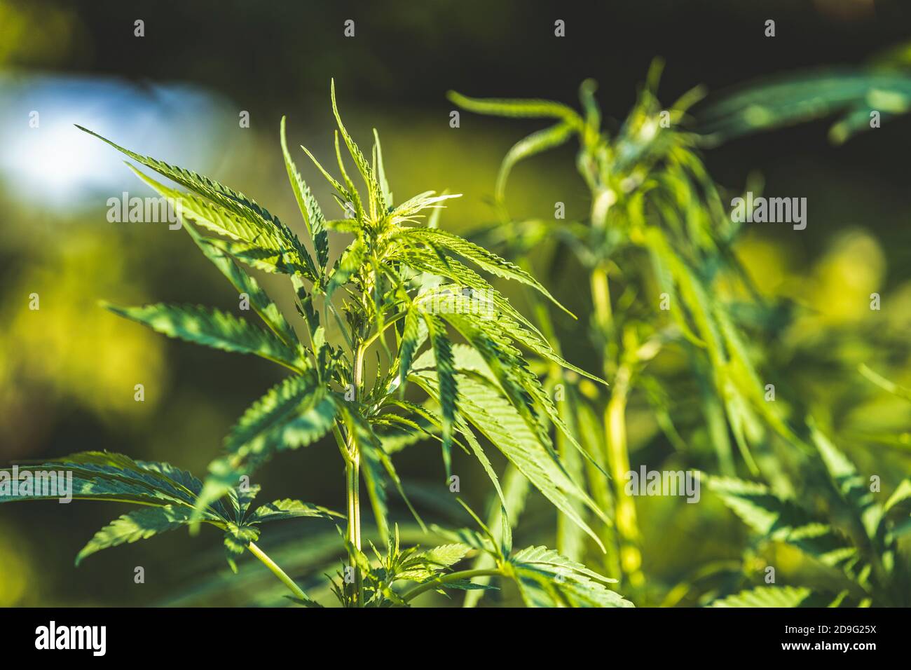Cannabis plant close up in golden summer light, marijuana background with  lens flare. Beautiful background of green cannabis flowers a place for copy  Stock Photo - Alamy