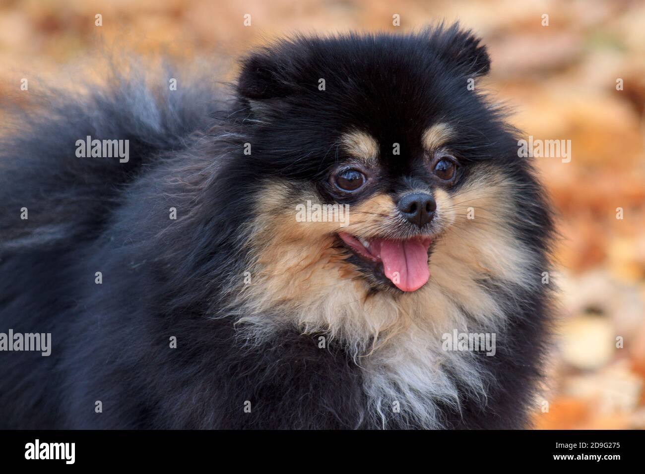 Black Spitz High Resolution Stock Photography And Images Alamy