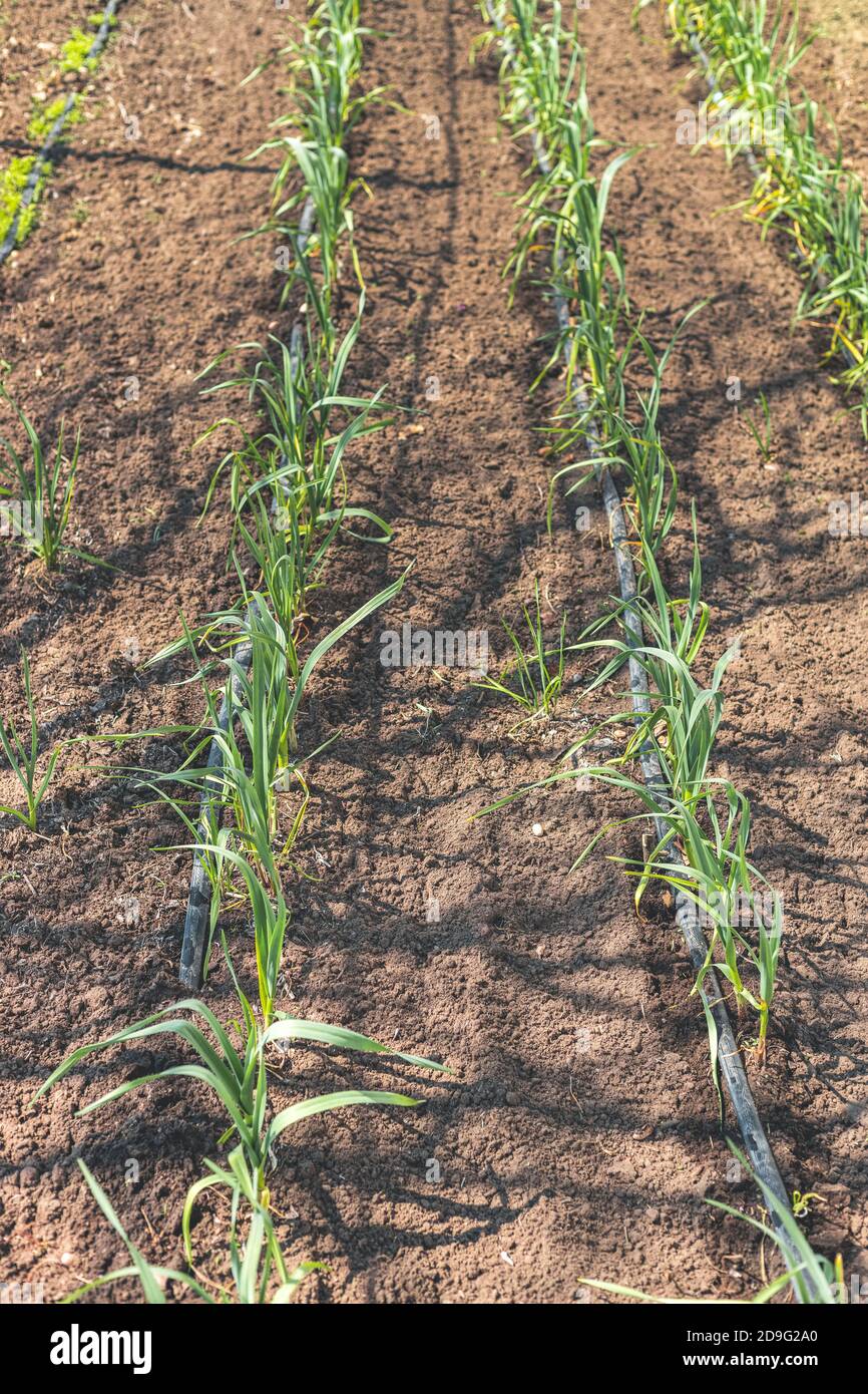 Cultivation of garlic in the garden with drip irrigation. The bed of