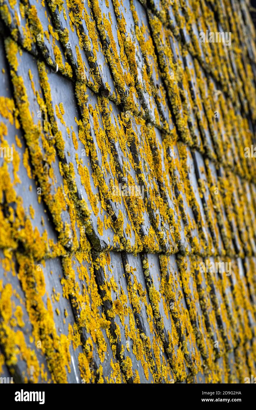 Slate shingle covered with yellow lichen, shallow depth of field, selective focus Stock Photo