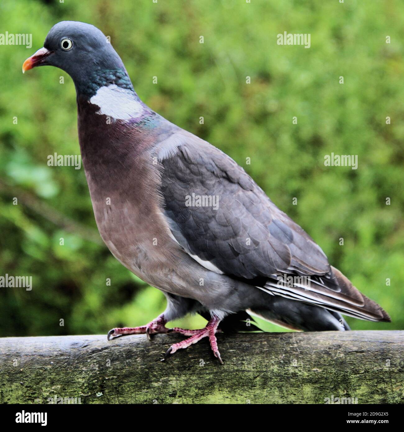 Wood pigeon a perch hi-res stock photography and images - Page 3 - Alamy