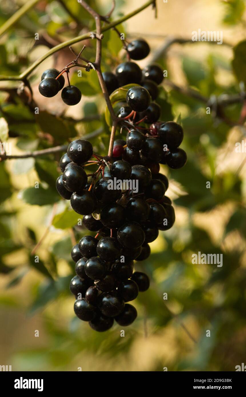 Ripe, black and mature berry frutification of Common Smilax (Smilax aspera), aka Rough Bindweed or Sarsaparille against a natural background. Arrabida Stock Photo