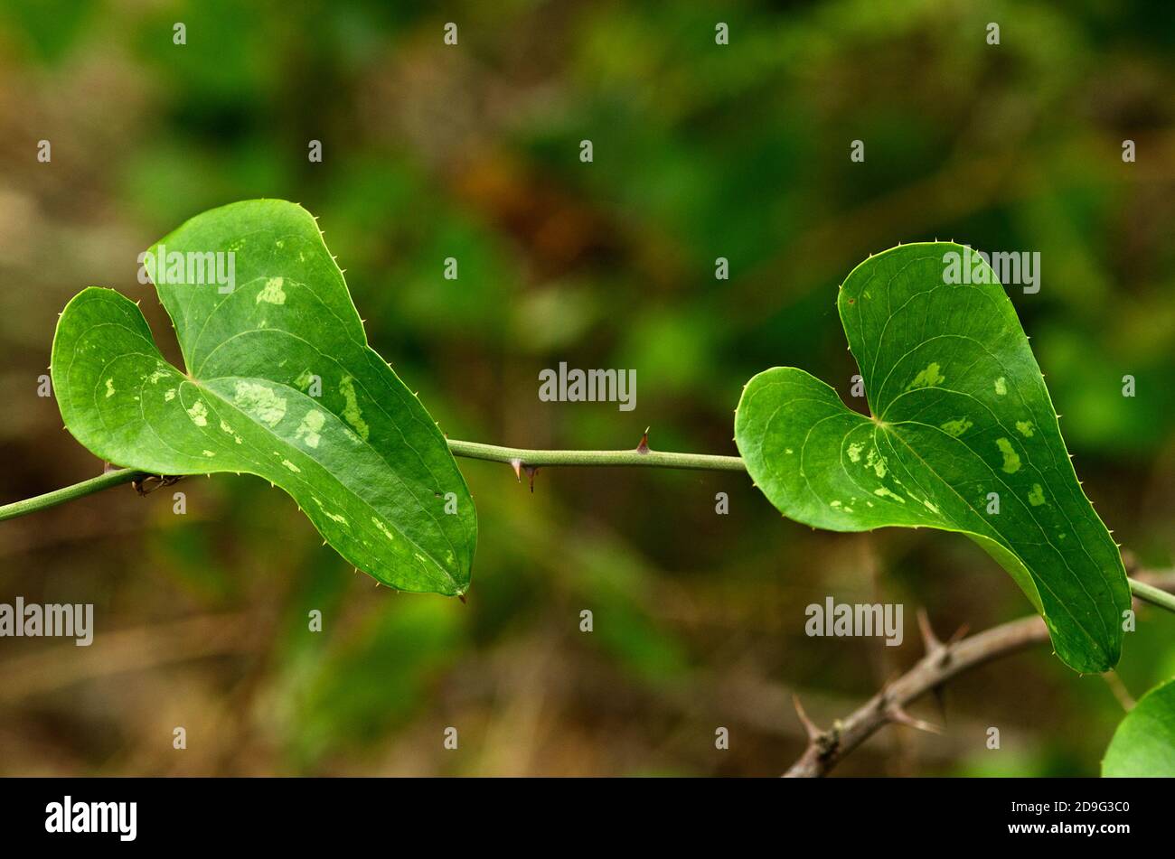 Two mottled leaves of Common Smilax (Smilax aspera), aka Rough Bindweed or Sarsaparille and stem with thorns against a natural out of focus background Stock Photo
