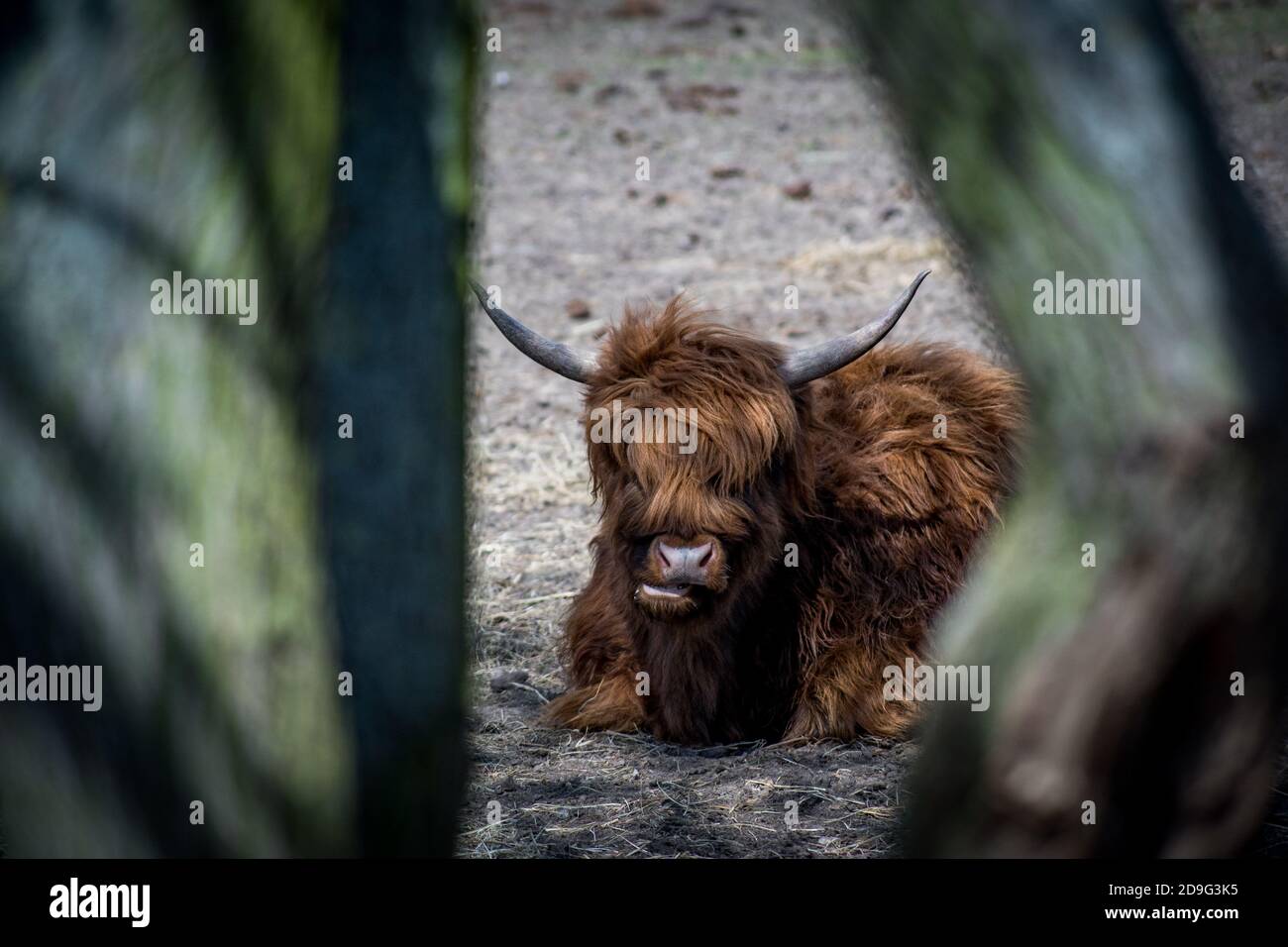 yak grazing on a field Stock Photo