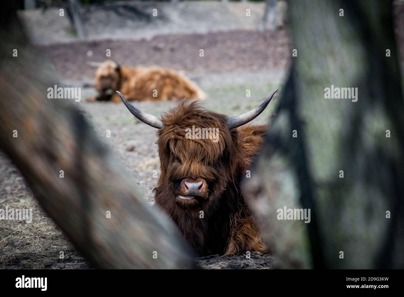 scottish highland cow in a field Stock Photo - Alamy
