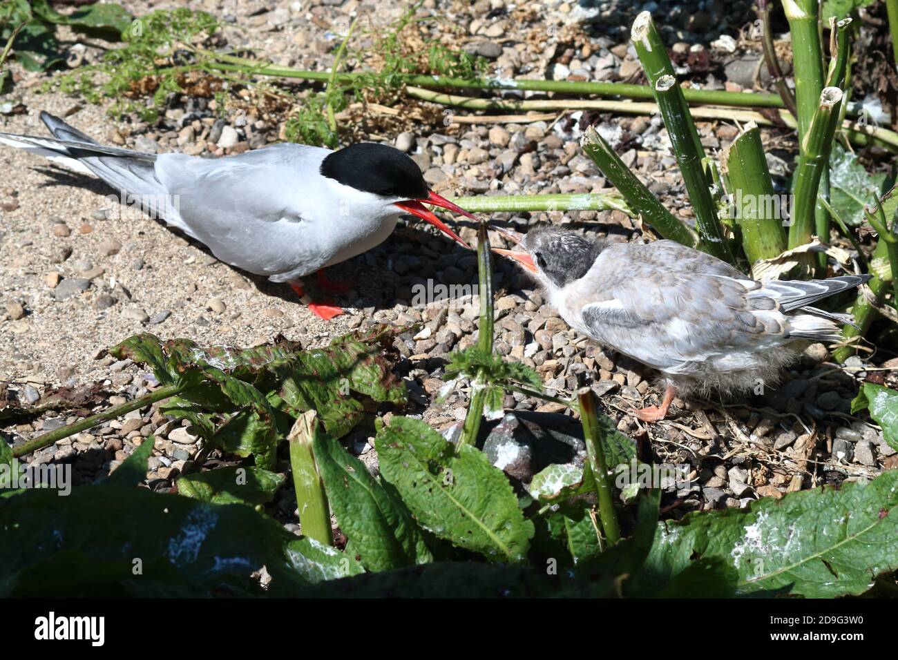 Arctic Tern and chick Stock Photo
