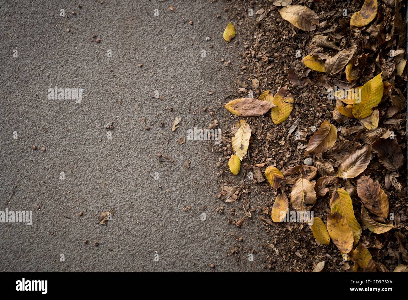 Leaves lying on the ground Stock Photo