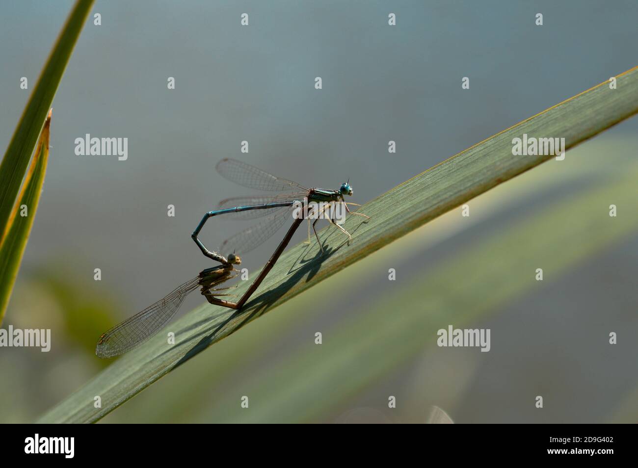 Dragonflies mating on green leaf hi-res stock photography and images ...