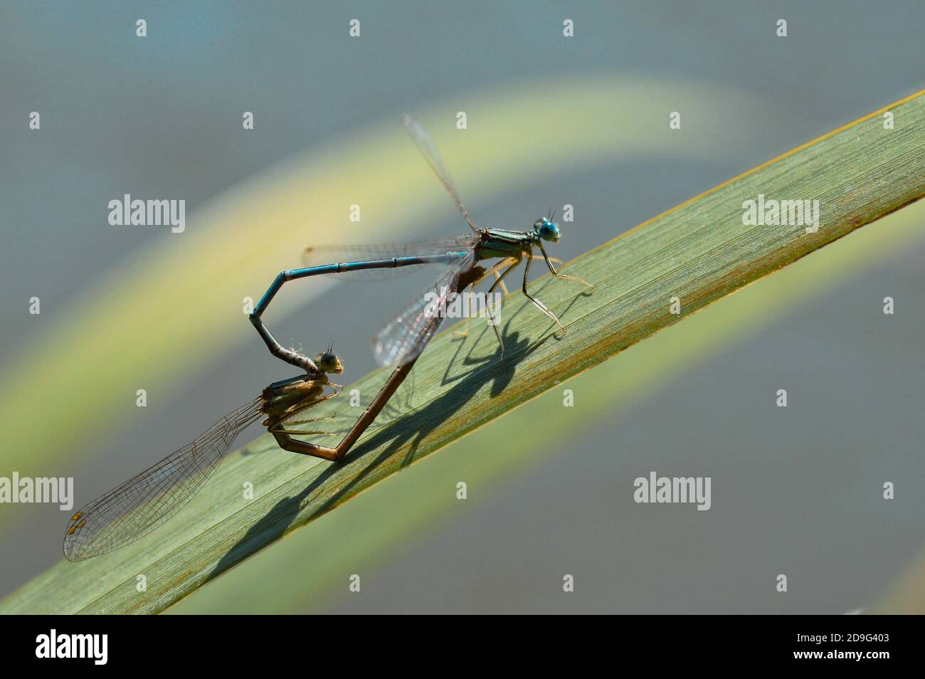 Macro shot of dragonflies mating on a green leaf, outdoors Stock Photo ...