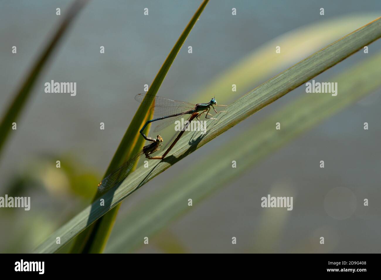 Macro shot of dragonflies mating on a green leaf, outdoors Stock Photo ...