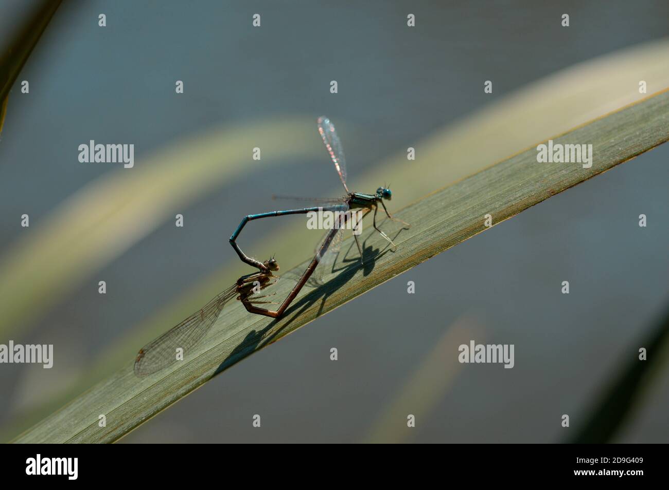 Dragonflies mating on green leaf hi-res stock photography and images ...