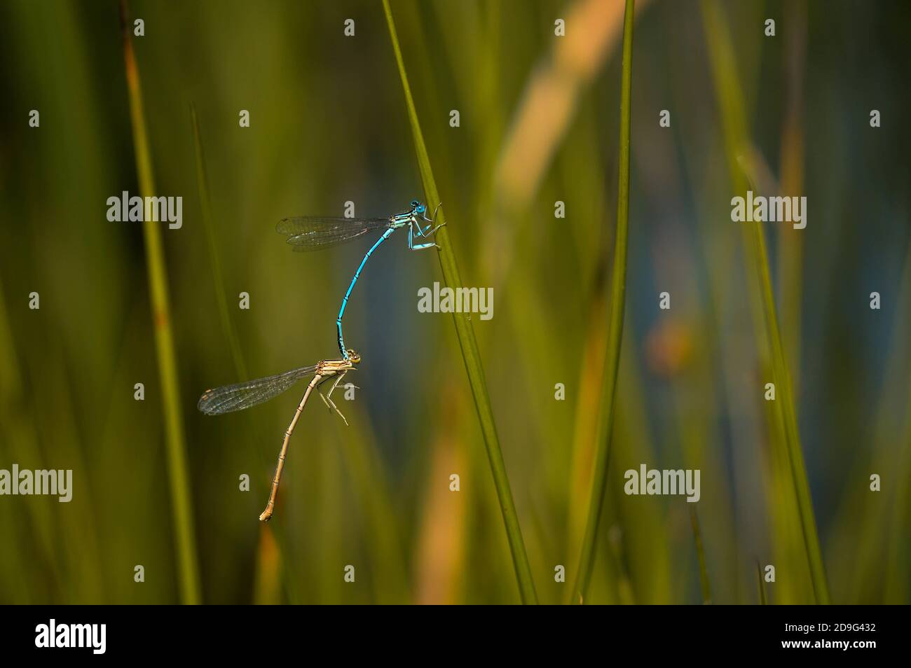 Macro shot of dragonflies mating on a green leaf, outdoors Stock Photo ...