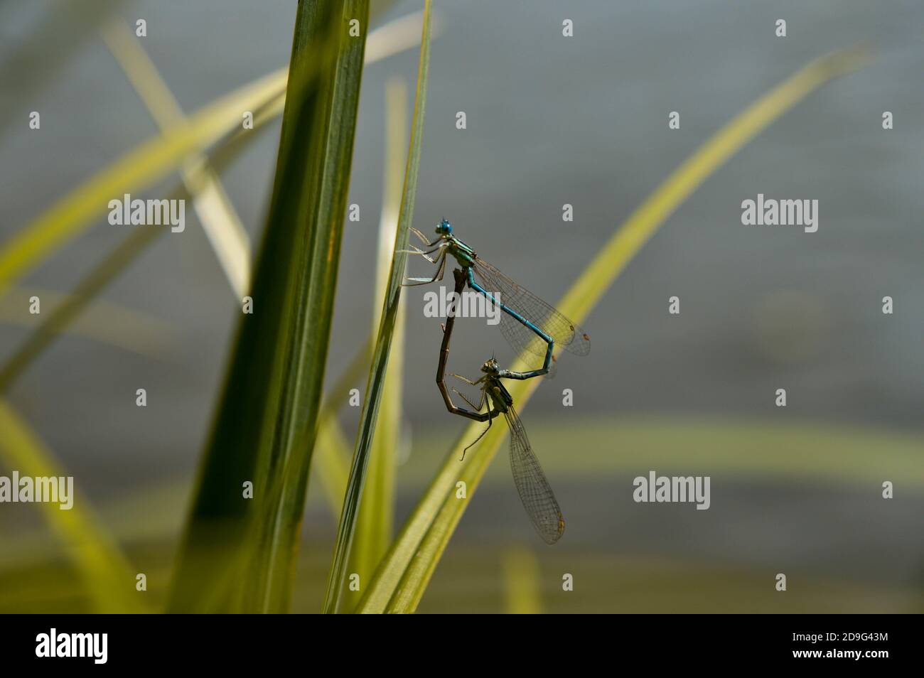 Macro shot of dragonflies mating on a green leaf, outdoors Stock Photo ...