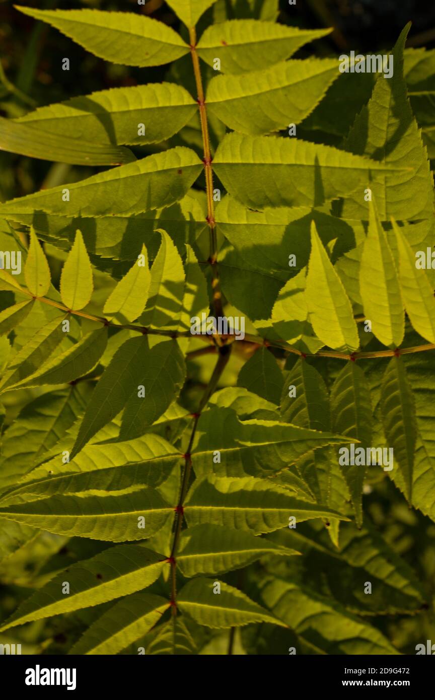 Vertical shot field green hi-res stock photography and images - Alamy