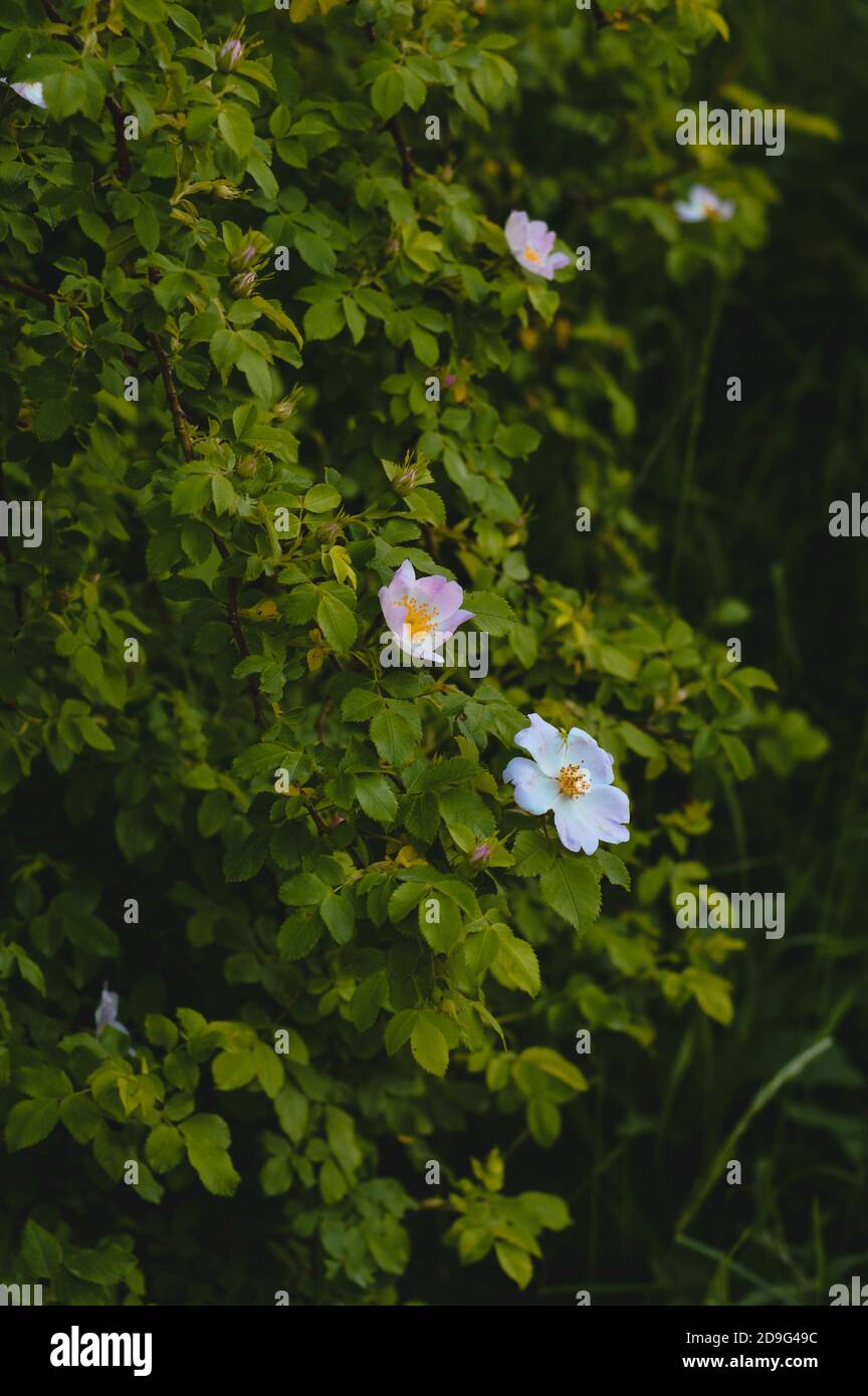 Musk rose rosa moschata hi-res stock photography and images - Alamy