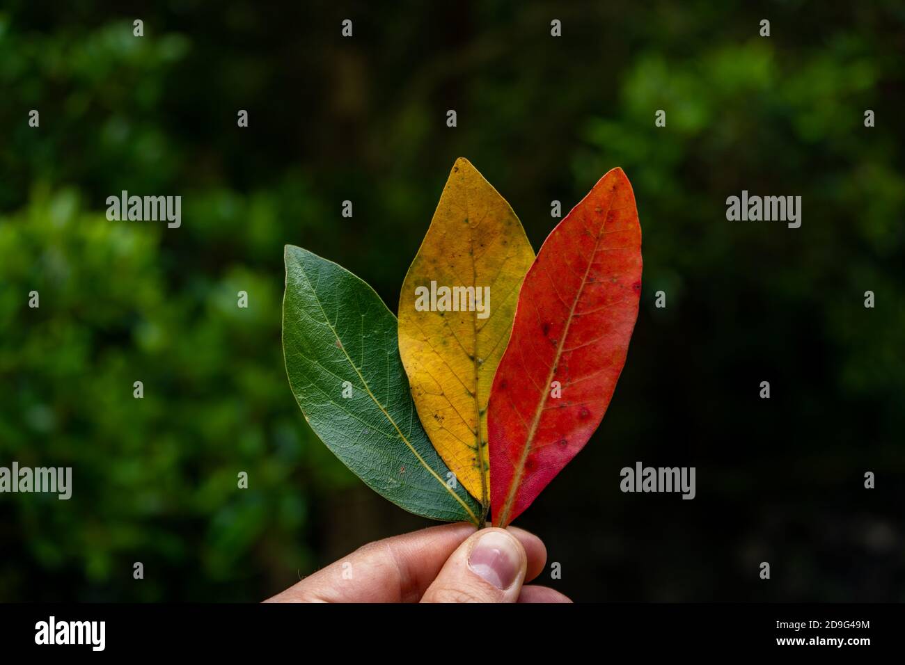 tri-colored leaves green yellow red october color changing Stock Photo