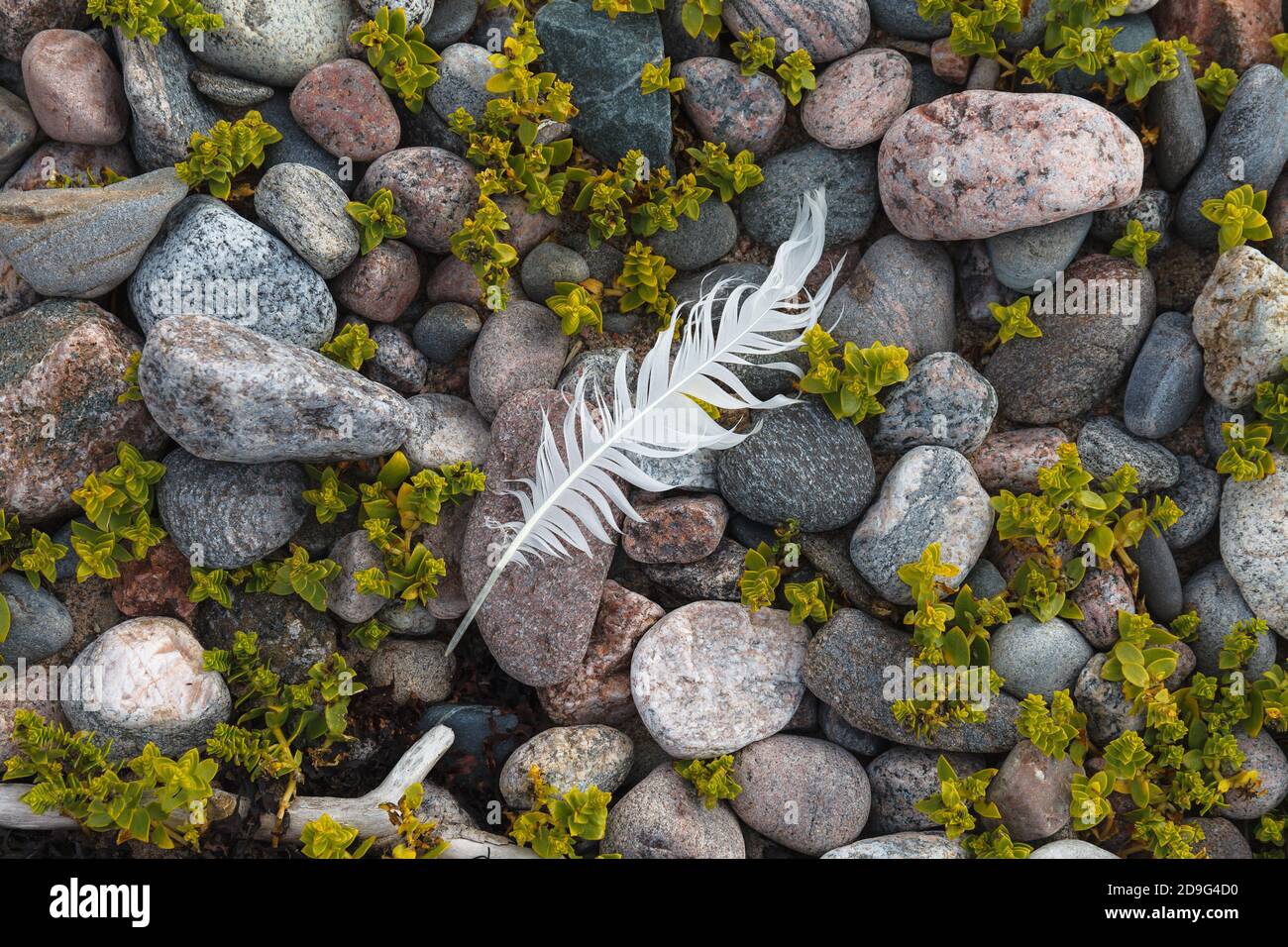 Feather on pebbles, grass among stones. Baltic sea coats. Stock Photo