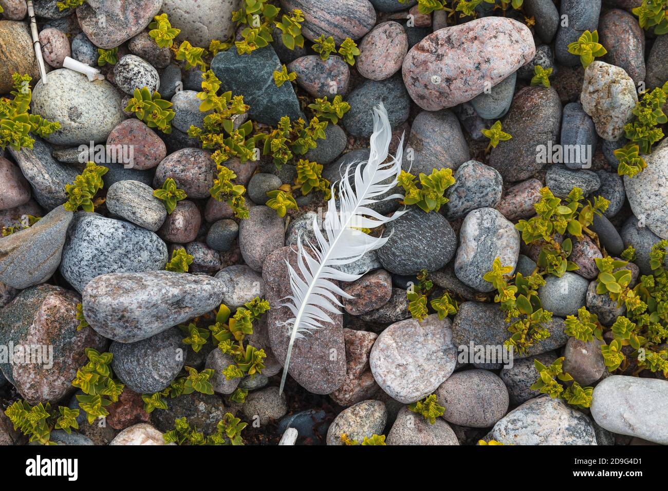 Feather on pebbles, grass among stones. Baltic sea coats. Stock Photo