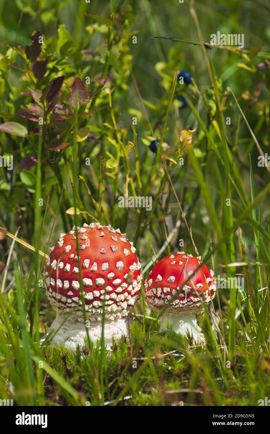 Gryb in the woods. Red Amanita. Ukraine, a forest in the mountains of the Carpathians Stock Photo
