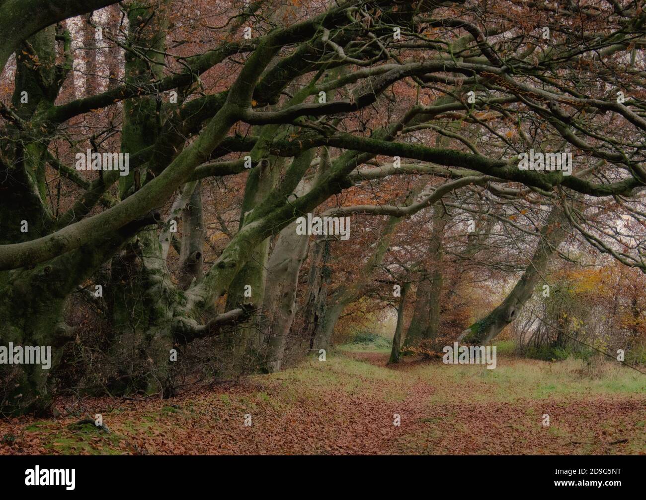 Autumn on Beacon Hill Stock Photo