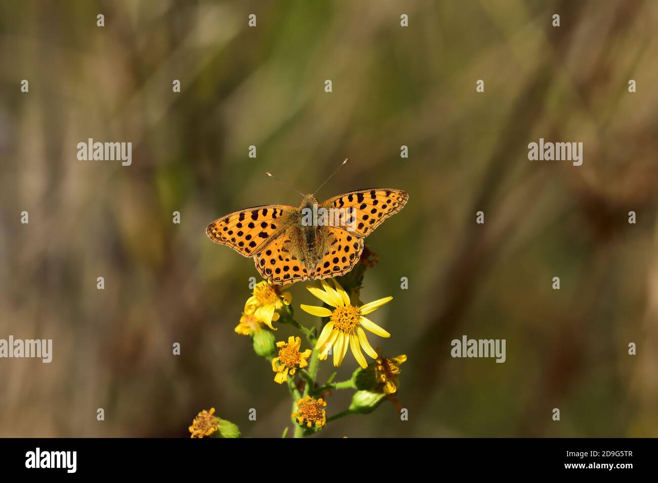 Beautiful specimen of Issoria lathonia (Queen of Spain fritillary) (Linnaeus, 1758), Nymphalidae, on yellow flowers and natural background. Stock Photo