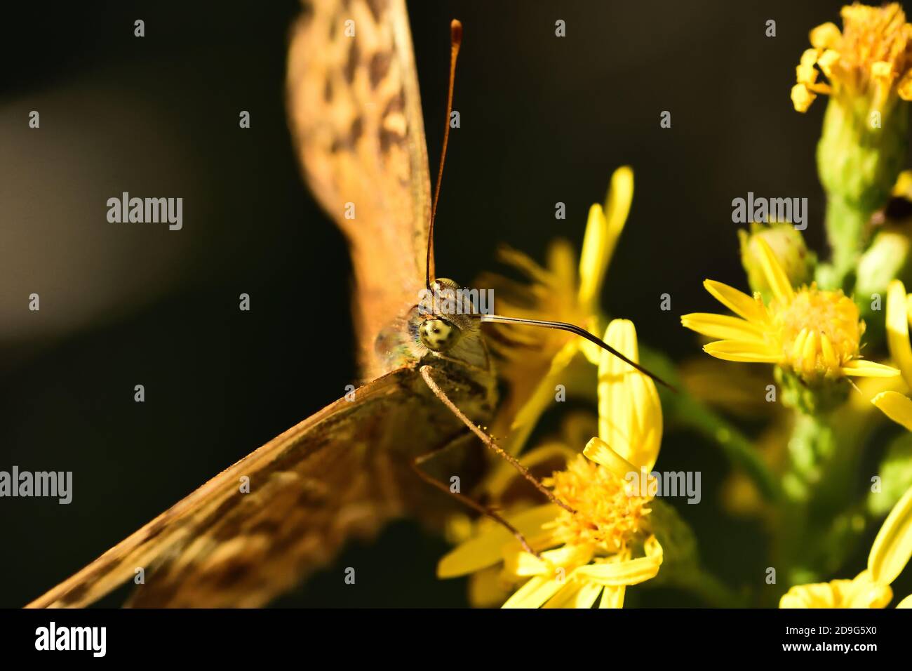 Close-up photo of Isolated butterfly specimen Queen of Spain fritillary, laid on wild flowers. Stock Photo