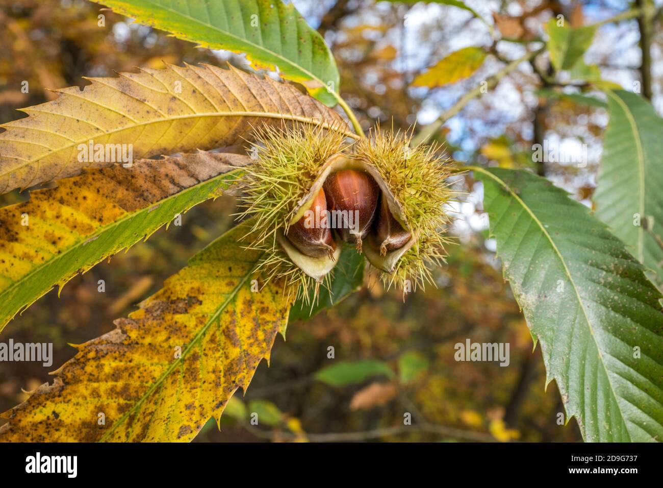 Sweet Chestnuts in their prickly outer protection. Stock Photo