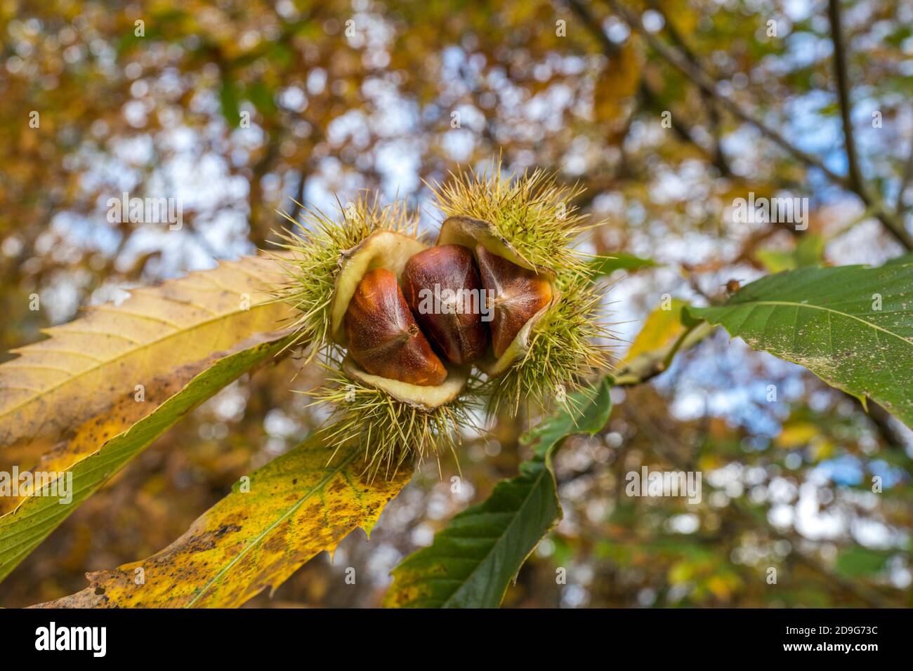 Sweet Chestnuts in their prickly outer protection. Stock Photo