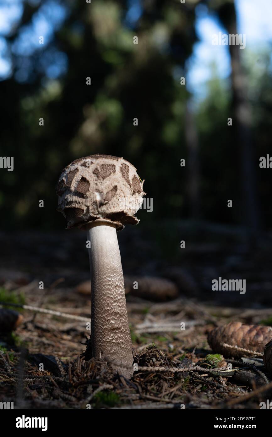 Mushroom in spotlight on forest floor Stock Photo