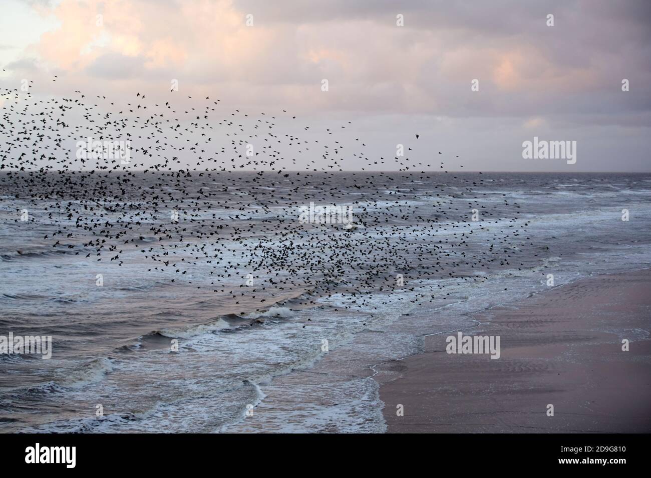 Blackpool coast flock of birds flying at Dusk Stock Photo