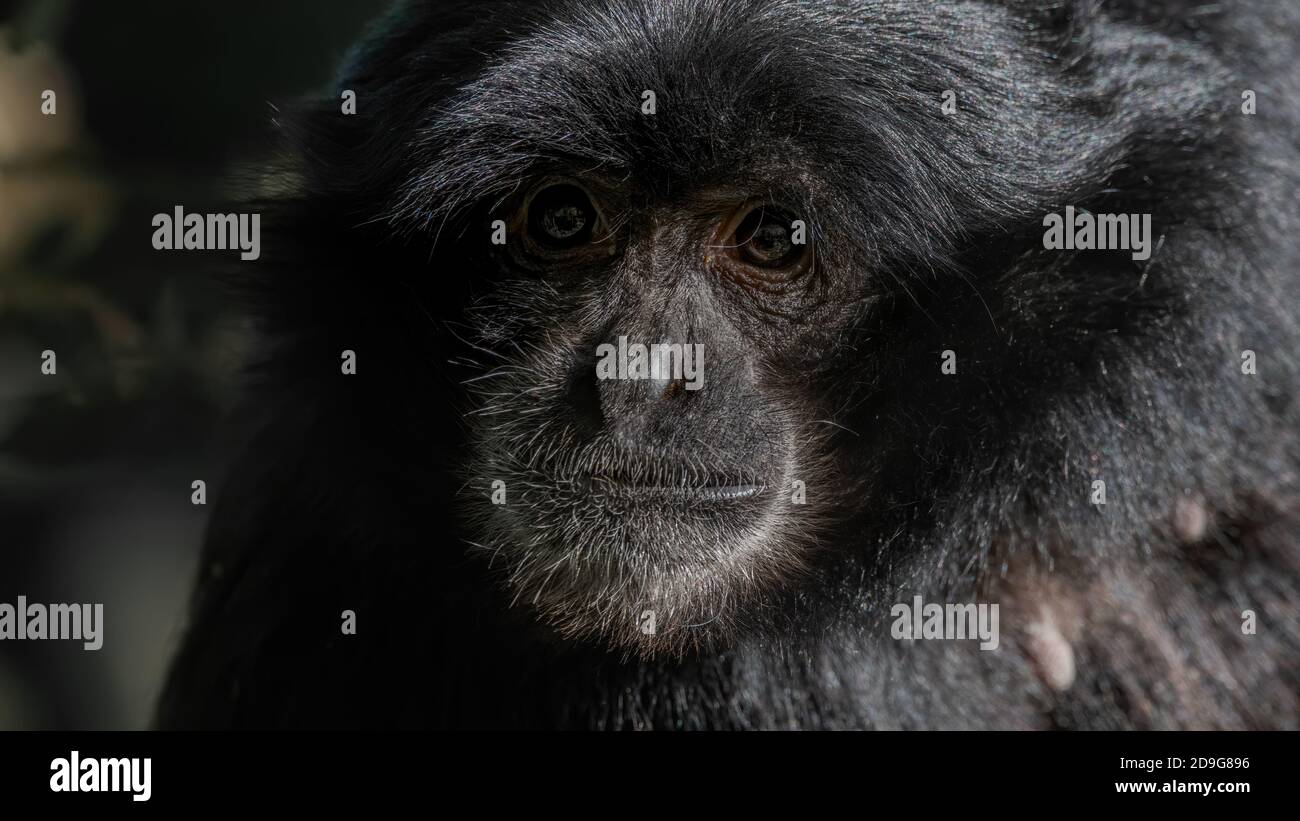 Tier Wild Lebende Tiere Saugetier Black Wild Baby Natur Gibbon Gesicht Stock Photo Alamy