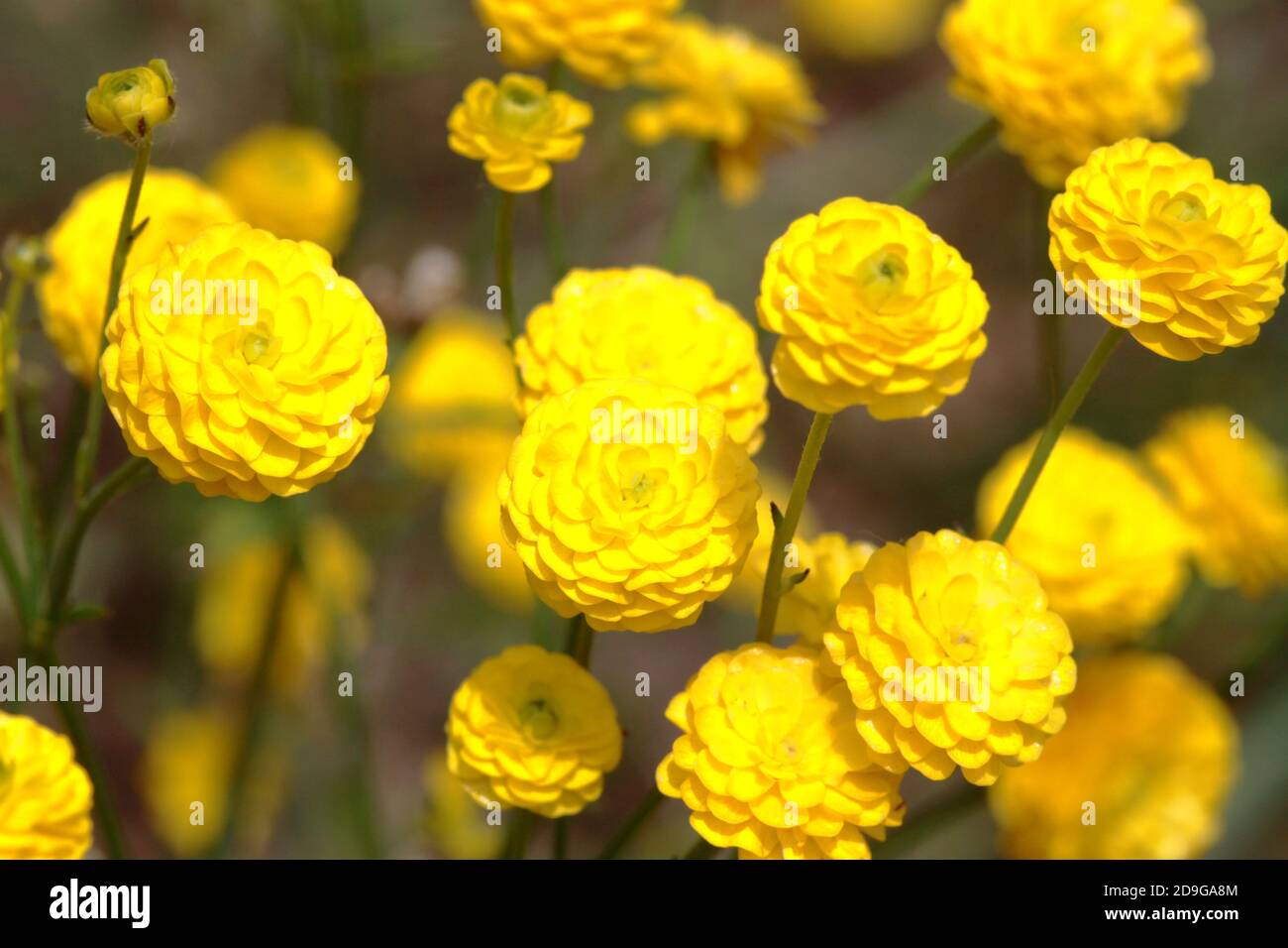 Scharfer Hahnenfuss (Zuchtform) - Ranunculus acris 'Multiplex' Stock Photo