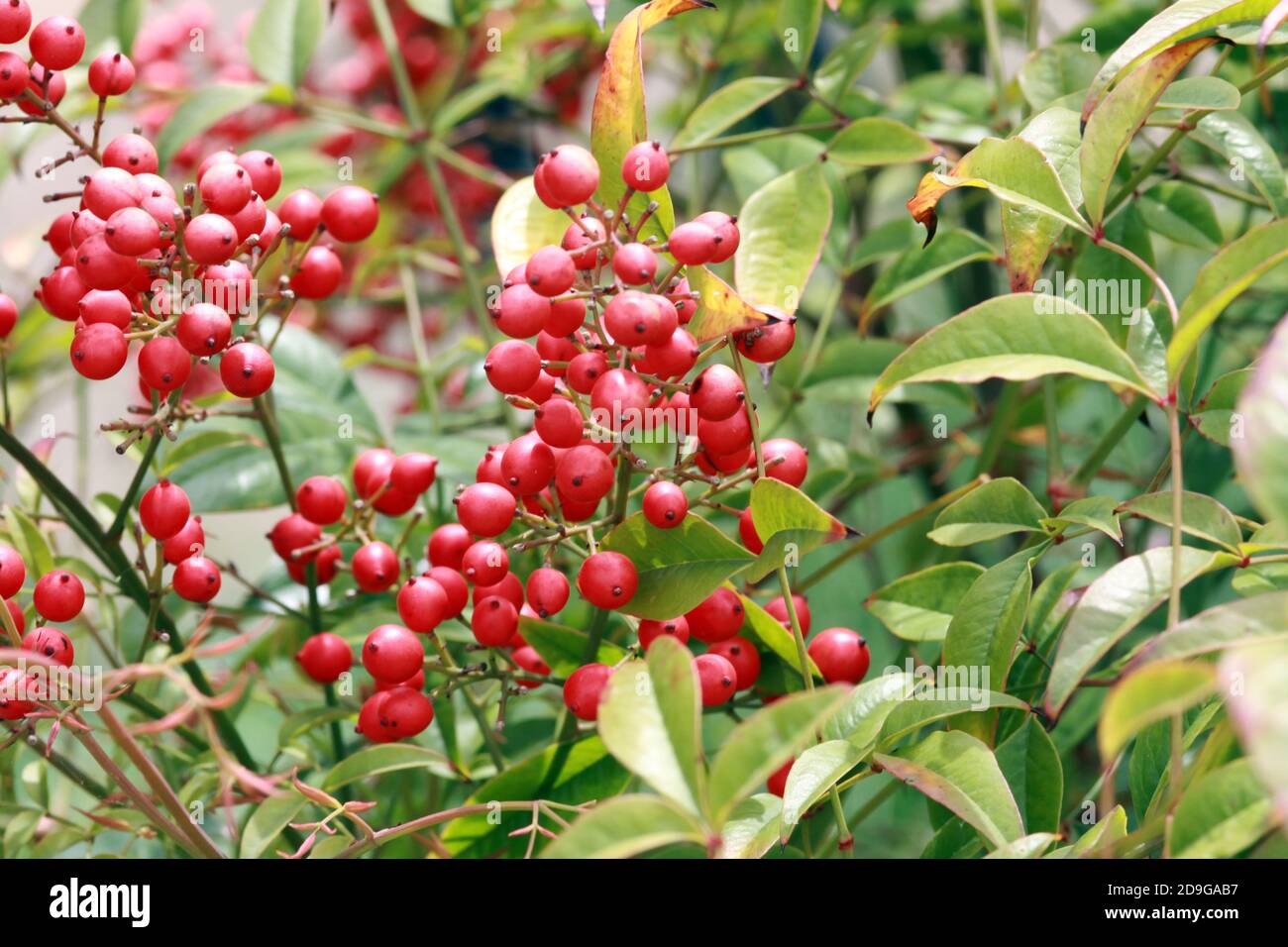 Heiliger Bambus (Nandina domestica) mit roten Früchten Stock Photo Alamy